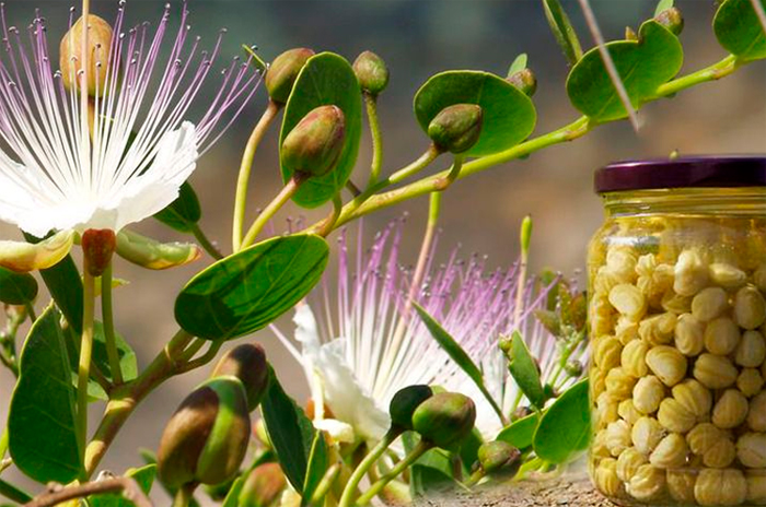 Capparis spinosa, Cappero, Flinders Rose, Torkav kappar, Pyörökapris, Каперцы колючие